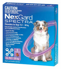 How long does it take for nexgard to start working? Nexgard Spectra Chews For Dogs 33 1 66 Lbs 15 1 30 Kg Purple 6 Chews Sierra Pet Meds
