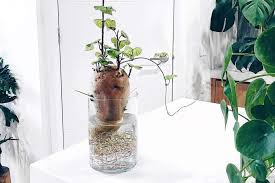 grow a sweet potato vine plant