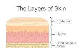 The Three Layers of Skin and Their Functions | FLDSCC