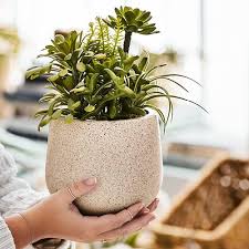 How To Choose The Right Houseplant For