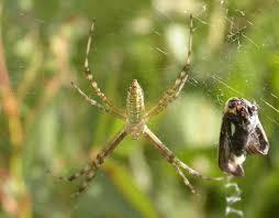 A previous version of this story indentified the spider as potentially being a banana spider. Banded Garden Spider Missouri Department Of Conservation