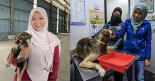 m sian muslim vet treats dogs despite