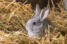 5 Best Bedding For Rabbits Reviews Of