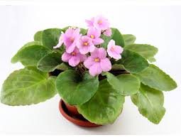 They'll help you to keep your plant looking good for as long as possible. 8 Tricks To Get Your African Violet To Bloom Again Avrc