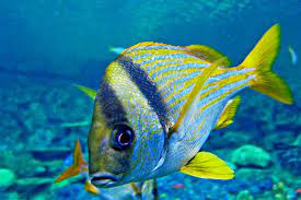 live underwater webcams fish and