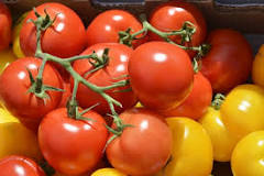 Are tomatoes poisonous?