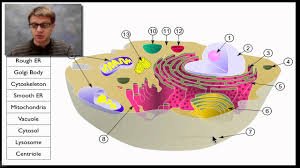 1 1 cell structure cells as the basic