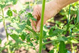 how to prune a tomato plant