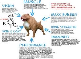 Pitbull Dog Food Chart Why My Dog Eats Other Dogs Poop