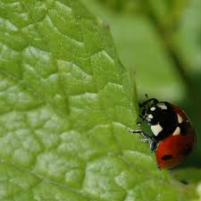 find out what ladybugs eat