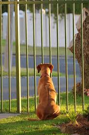 Dog Fence Ideas For Indoors Backyard