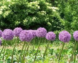 Find more bonsai information about exotic onion seeds giant allium seeds multicolor balcony potted flowers (white purple green) 30 pcs / bag,high quality seeds herb,china bag components suppliers, cheap bag tray. Giant Allium Allium Giganteum Plants Candide Gardening