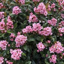 22 Small Flowering Shrubs For Big Color