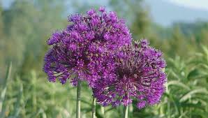 How To Grow Alliums Ornamental