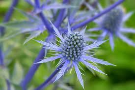 Check out our real blue flower selection for the very best in unique or custom, handmade pieces from our shops. 7 Plants With True Blue Flowers The English Garden