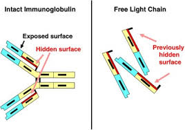 serum free light chain ysis