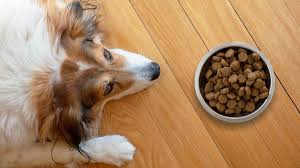 best dog food brands for pups with