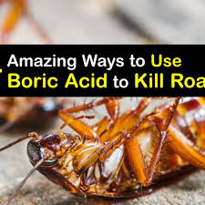 killing roaches with boric acid