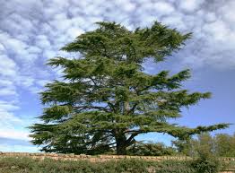 Cedar Trees: Your Guide to These Aromatic Softwoods - The Dirt Doctors