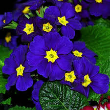 200 Seeds Blue Evening Primrose Fragrant DIY Flower Hardy Plant Evening  Perennia | eBay