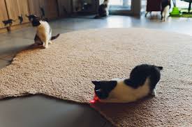 laser pointers good or bad for your cat