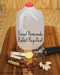How To Make Rabbit Repellent Easy Diy