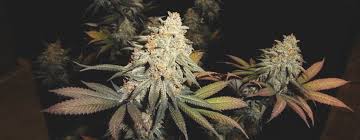 Cannabis sativa is a member of the cannabaceae family with long stalk and narrow leaves. Top 10 Cannabis Sativa Strains Of 2020 Rqs Blog