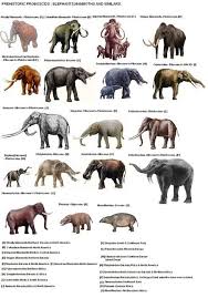 A Chart Of All The Major Extinct Elephant Family Members