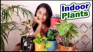 Best Indoor Plants Of Plant