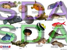 Fish Id Cards Sda Swiss Divers Association