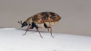 carpet beetles in your dallas