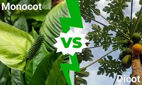 monocot vs dicot key differences and