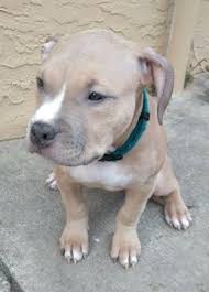 The cheeks of the english staffy are far more pronounced and the ear shape generally varies; American Staffordshire Terrier Puppy For Sale In Port Richey Fl Adn American Staffordshire Terrier Puppies Staffordshire Terrier Puppy Staffordshire Terrier