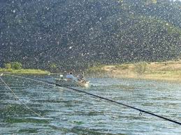 Fly Fishing Montanas Missouri River Hatches
