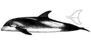 Беломордый дельфин — Википедия