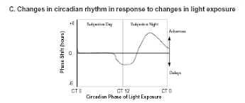 Overview Of Circadian Rhythms