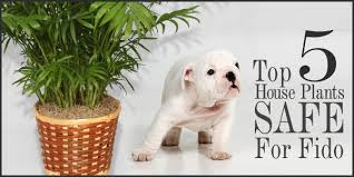 Top 5 Houseplants For Fido Safe For Pets