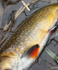 Brook Trout Or Speckled Trout
