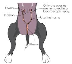 Sedation effects can last for 24 hours. Laparoscopic Neutering What Every Pet Owner Should Know Village Vet