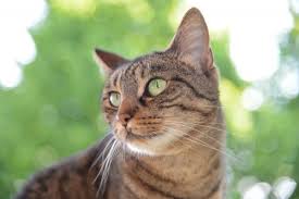 The most common form of brain cancer in cats is a meningioma or a glioma. How To Tell If Your Cat Has Cancer Canna Pet