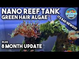 green hair algae in a nano reef tank 8