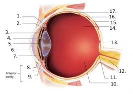 eye diagram quiz trivia questions