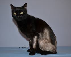 Eczema in cats is not a final diagnosis in itself but a symptom of an underlying condition. Allergy In Cats Miliary Dermatitis Feline Extensive Alopecia Eosinophilic Complex Feline Medicine Medical Services Veterinarian Practice