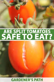 are split tomatoes safe to eat