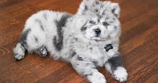 Regular vanilla ice cream is generally considered a safe flavor for dogs and puppies to eat. Meet Chief The Chow Puppy Who Looks Like Oreo Ice Cream