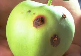 Overwinter as fully grown larvae in bark; Apple Diseases And Pests Description Uses Propagation