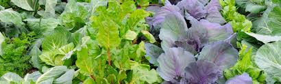 Growing Autumn And Winter Vegetables