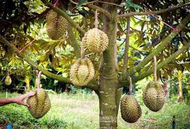 Dipublikasikan tanggal 18 februari 2020 cara semai biji durian yang benar 100% tumbuh. Cara Budidaya Tanaman Durian Agar Cepat Berbuah Bisnis Ukm Kreatif