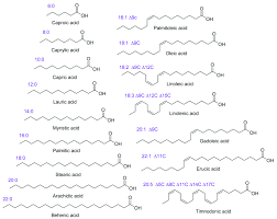 lipid codes of the main fatty acids