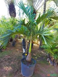 Welcome to the pacsoa palms and cycads wiki ! Palmeira Veitchia Em Aguas Lindas De Goias Go A Venda Compre 423745